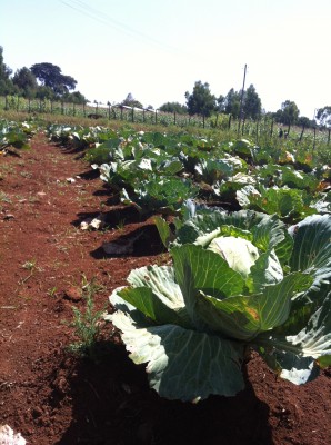 cabbages at the farmer training centre