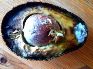 mouldy avocado