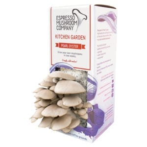 18_Pearl-Oyster-Mushroom-Kitchen-Garden-Espresso-Mushroom-Company