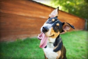 funny dog by The Dog Photographer via Shutterstock for Pets Round-up