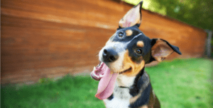 funny dog by The Dog Photographer via Shutterstock