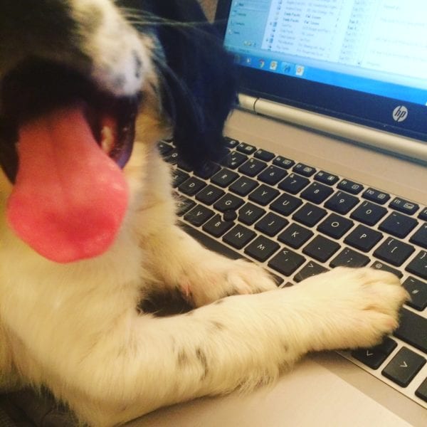 Liz Pets 1 Delilah keyboard